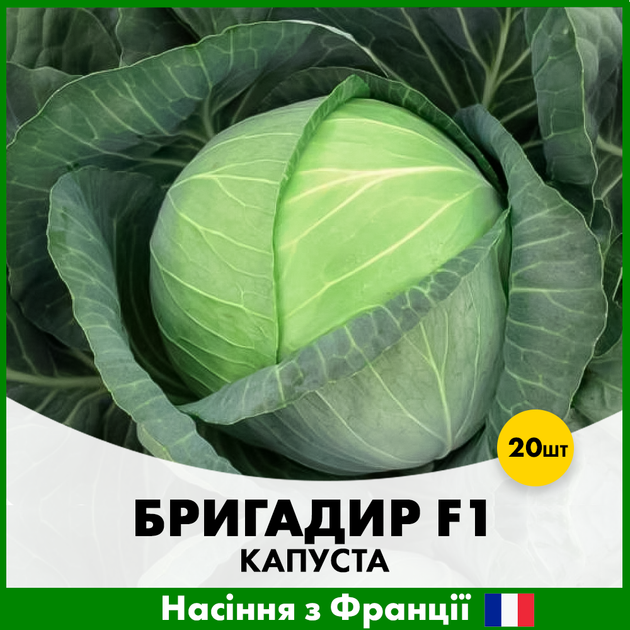Белоголовая капуста Clause Бригадир F1, 20 шт - Фото 1 Белоголовая капуста Clause Бригадир F1, 20 шт - изображение 1