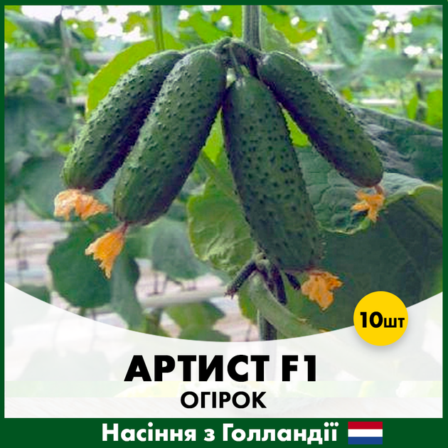 Голландские Семена Bejo Огурец Артист F1 10 шт - Фото 4 Голландские Семена Bejo Огурец Артист F1 10 шт - изображение 4