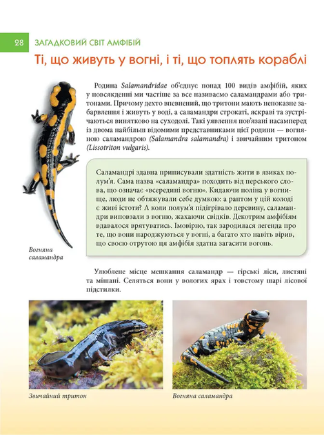 Книга Загадковий світ АМФІБІЙ 9789669892263 - Фото 3 Книга Загадковий світ АМФІБІЙ 9789669892263 - зображення 3