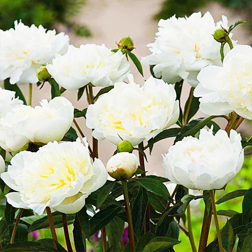 Півонія Duchesse de Nemours 3-5 бруньок 1 шт Голландія - зображення 2