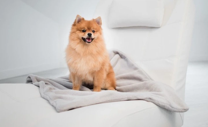 Kocyk dla psa Amiplay Scandi M 75 x 60 cm Szary (5907563248502) - obraz 3