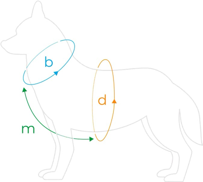 Szelki regulowane dla psa Amiplay Samba Guard L Czarne (5907563280366) - obraz 4