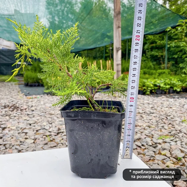 Саженцы Можжевельника среднего Олд Голд (Juniperus x pfitzeriana Old Gold) Р9 - изображение 4