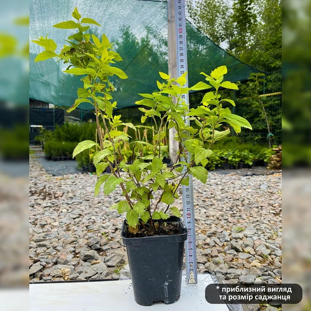 Саджанці спіреї японської Голден Прінцес (Spiraea japonica Golden Princess) Р9 - зображення 2