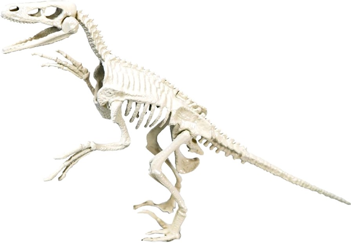 Zestaw doświadczalny Clementoni Archaeologic Velociraptor (8005125669523) - obraz 3