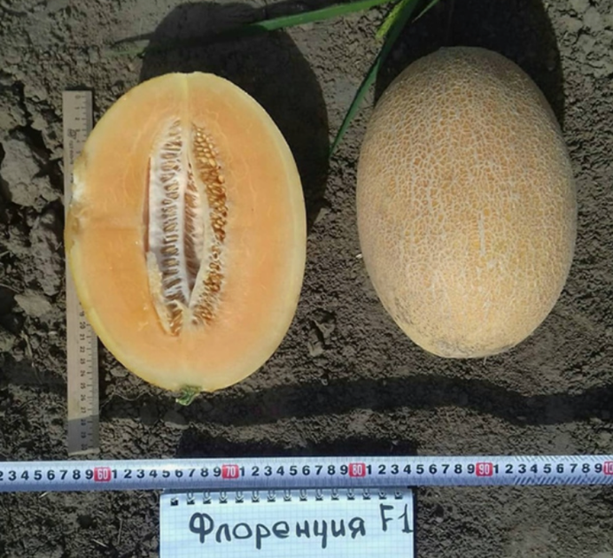 Семена Дыня Флоренция F1, 8 шт (United Genetics) - Фото 3 Семена Дыня Флоренция F1, 8 шт (United Genetics) - изображение 3