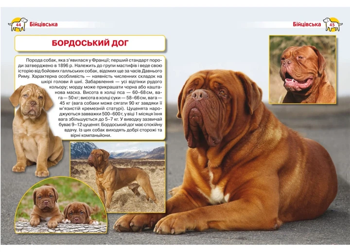 Собаки. Енциклопедія - Фото 2 Собаки. Енциклопедія - изображение 2