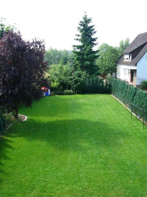 Насіння Ліліпут 1 кг газонної трави Трави України - зображення 2