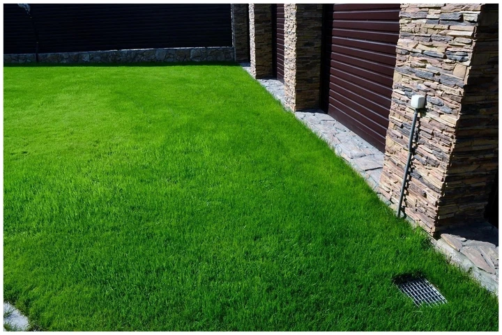 Насіння Ліліпут 1 кг газонної трави Трави України - зображення 6