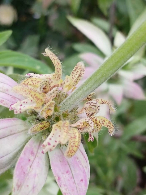 Монарда Крапчаста насіння 0,01 гр. (прибл. 70 шт) (Monarda punctata) багаторічна бергамот плямистий, кінська м'ята - Фото 6 Монарда Крапчаста насіння 0,01 гр. (прибл. 70 шт) (Monarda punctata) багаторічна бергамот плямистий, кінська м'ята - зображення 6