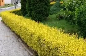 Бірючина Вікарій (Ligustrum Vicaryi) (горшок 0,5л.) - зображення 2