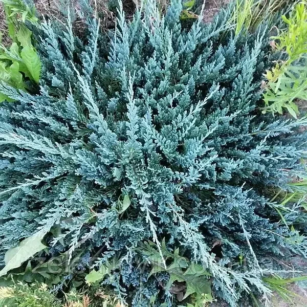 Саженцы Можжевельника горизонтального Блю Чип&nbsp;(Juniperus horizontalis Blue Chip) Р9 - изображение 4
