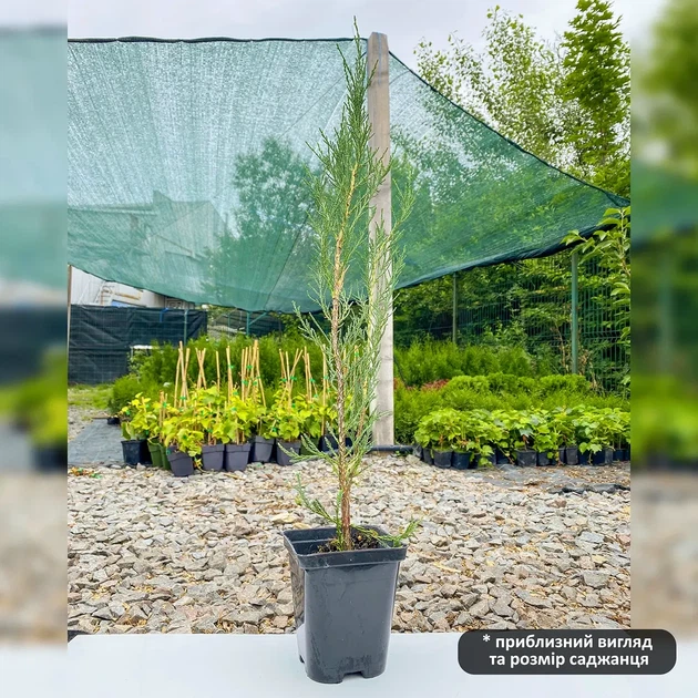 Саженцы Можжевельника скального Скайрокет (Juniperus scopulorum Skyrocket) Р9 - изображение 6