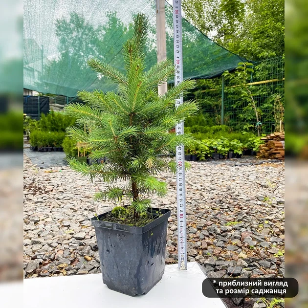 Саженцы Ели колючей голубой Маджестик Блю (Picea pungens Glauca Majestic Blue) Р9 - изображение 5