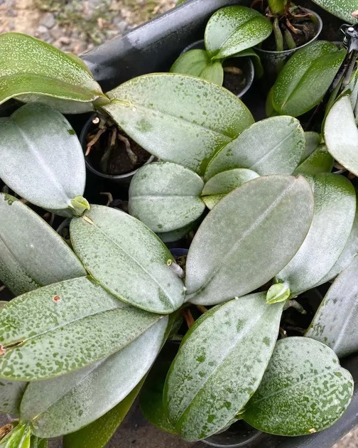 Пена инсектицид Perfect Plant от вредителей 200мл - изображение 2