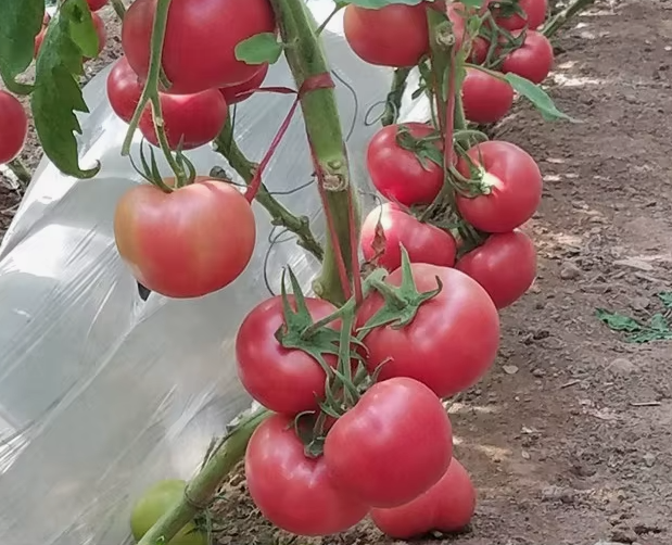 Семена Томат Китайская принцесса, 0,1 г (GL Seeds) - изображение 4