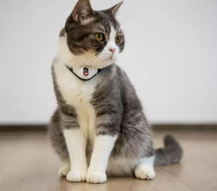 Ошейник для кошки Cheerble KiTiDOT Black Collar с лазерной игрушкой - Фото 4 Ошейник для кошки Cheerble KiTiDOT Black Collar с лазерной игрушкой - изображение 4