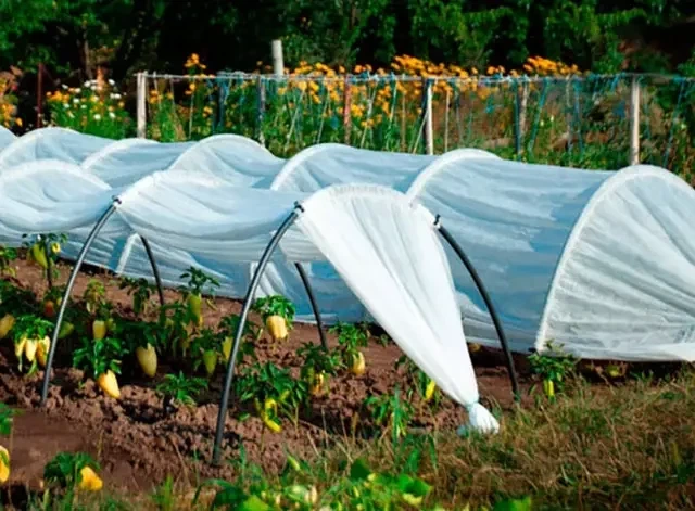 Мини парник MaksiAgro 8 м, плотность 50 г/м², 80×120 см — компактная теплица из агроволокна для защиты и быстрого роста растений - изображение 6