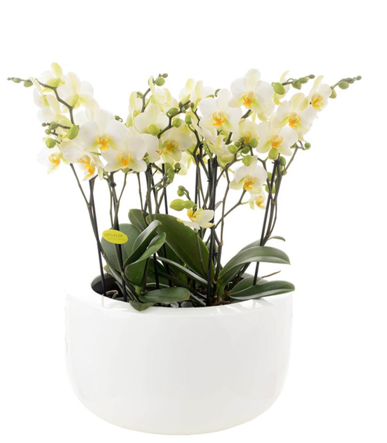 Орхідея Arrang Sunny Multi White (біла) - Фото 1 Орхідея Arrang Sunny Multi White (біла) - зображення 1