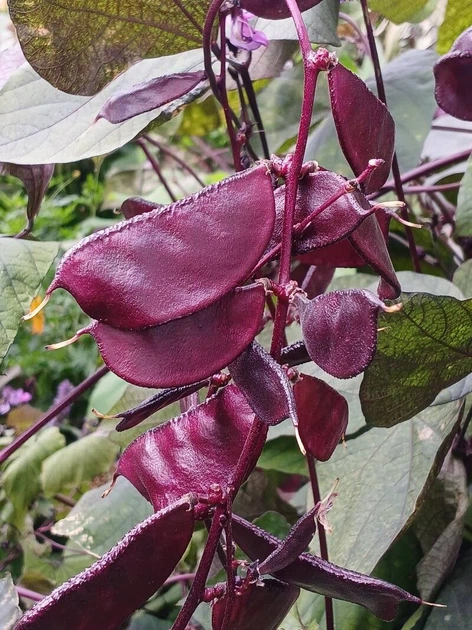 Долихос Рубиновые Искры семена (5 шт) (Dolichos lablab purpureus) гиацинтовые бобы декоративные лобия For Hobby, TM GL Seeds - изображение 3