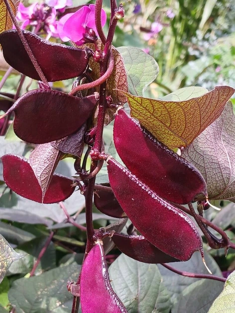 Долихос Рубиновые Искры семена (5 шт) (Dolichos lablab purpureus) гиацинтовые бобы декоративные лобия For Hobby, TM GL Seeds - изображение 4