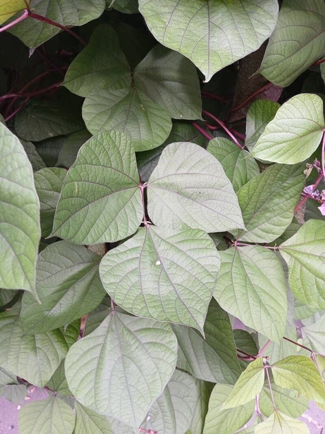 Долихос Рубиновые Искры семена (5 шт) (Dolichos lablab purpureus) гиацинтовые бобы декоративные лобия For Hobby, TM GL Seeds - изображение 5