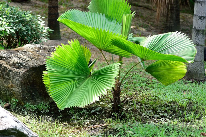 Растение Licuala grandis - Фото 3 Растение Licuala grandis - изображение 3