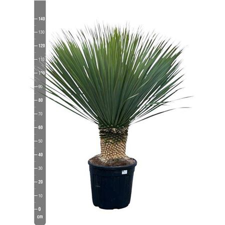 Растение в горшку Yucca Rostrata Юкка - Фото 1 Растение в горшку Yucca Rostrata Юкка - изображение 1