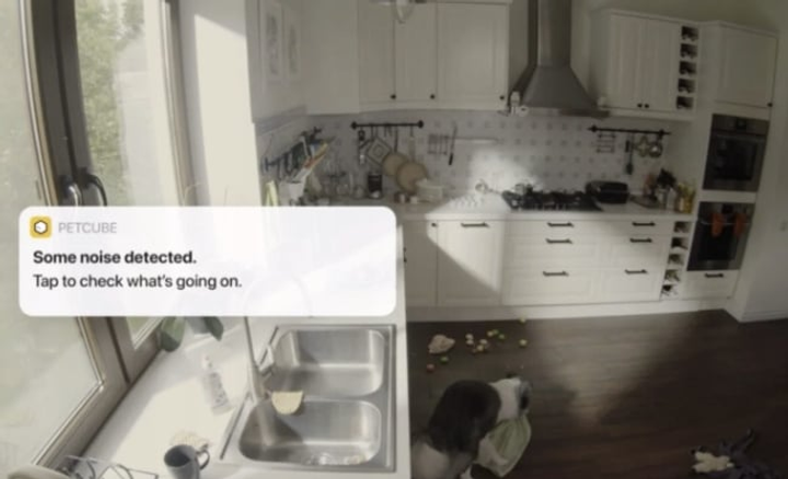 Камера для тварин внутрішня Petcube Cam WiFi 1080p (0854592007394) - зображення 9