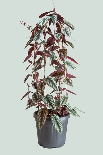 Циссус разноцветный (Cissus discolor) – купить онлайн на ROZETKA