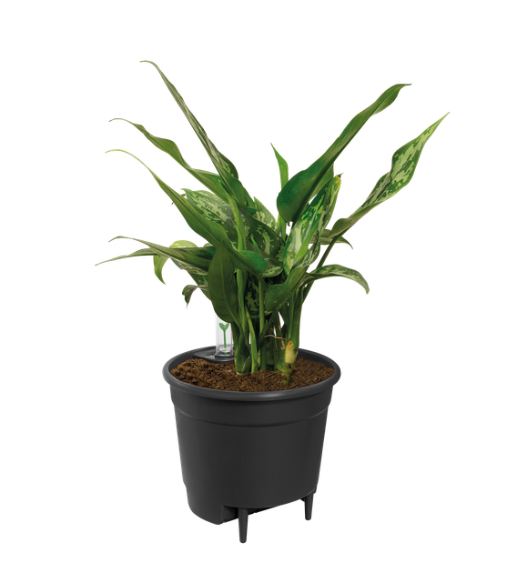 Вставка з автополивом Elho self-watering insert 28 см - Фото 2 Вставка з автополивом Elho self-watering insert 28 см - изображение 2
