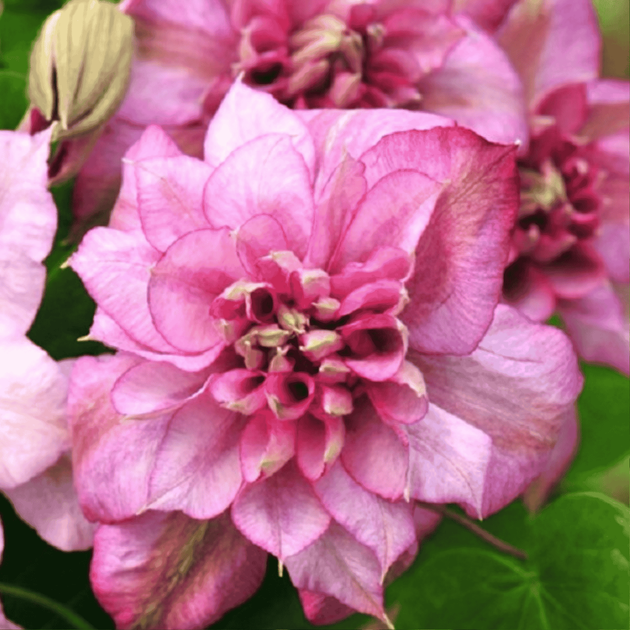 Клематис Пінк Пешн. (Clematis Pink Passion) ІІ група - Фото 2 Клематис Пінк Пешн. (Clematis Pink Passion) ІІ група - зображення 2