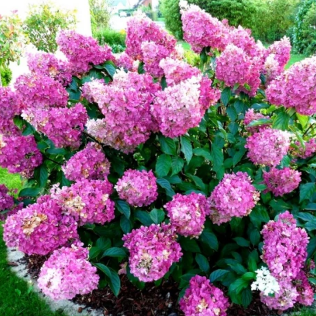 Гортензія волотиста Сандей Фрейз. (Hydrangea paniculata Sundae Fraise) P9 - Фото 1 Гортензія волотиста Сандей Фрейз. (Hydrangea paniculata Sundae Fraise) P9 - зображення 1