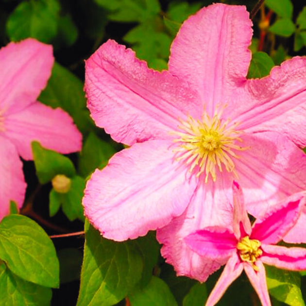 Клематис Комтесс де Бушо. (Clematis Comtesse de Bouchaud) ІІІ група - зображення 3