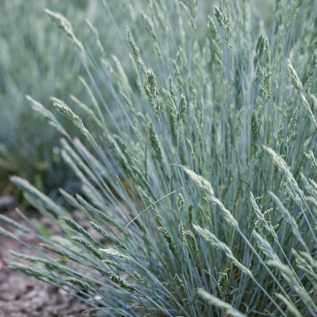 Овсяница седая. (Festuca valesiaca Glaucantha) С2 - изображение 2