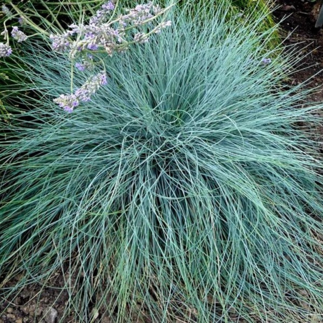 Овсяница седая. (Festuca valesiaca Glaucantha) С2 - изображение 3