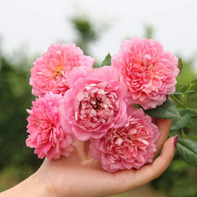 Троянда Роб а ля Франсез/Французька сукня. (Robe a la francaise