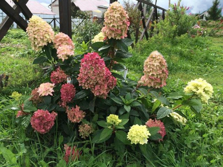 Гортензія волотиста Графіті. (Hydrangea paniculata Graffiti) С3 - зображення 3