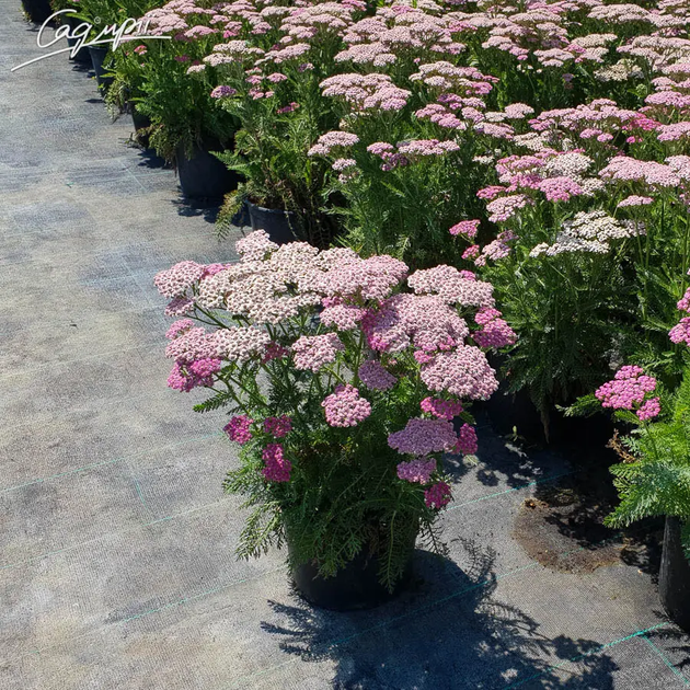 Деревій гібридний 'Tutti Frutti 'Pink Grapefruit' ®'. Контейнер 1 л - зображення 3