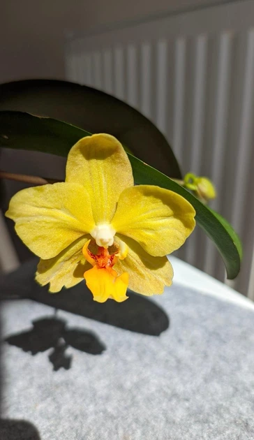 Орхідея (підліток зараз без квітів) TopDreams фаленопсис