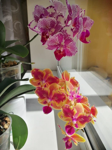 Орхідея (неквітучий підліток) TopDreams Phal NK261 Phal