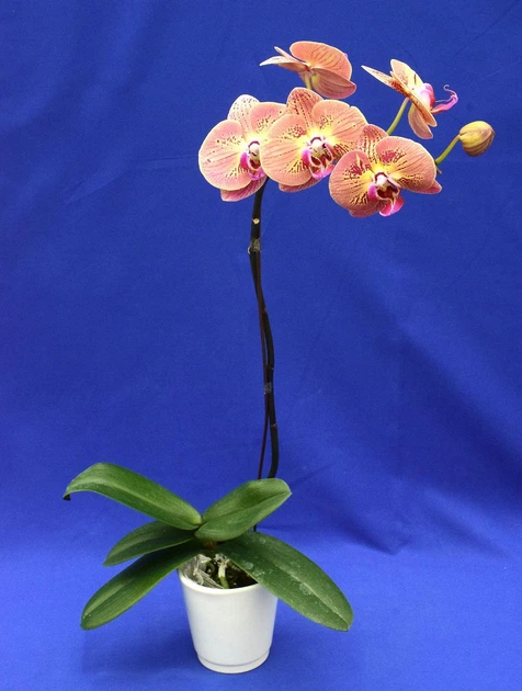 botanical☆ 554616860.jpg