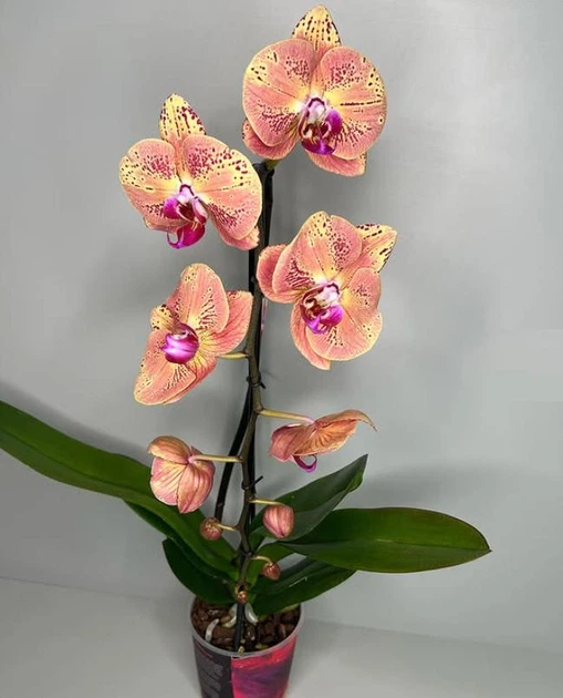 よっぴ Орхідея (підліток зараз без квітів) TopDreams фаленопсис
