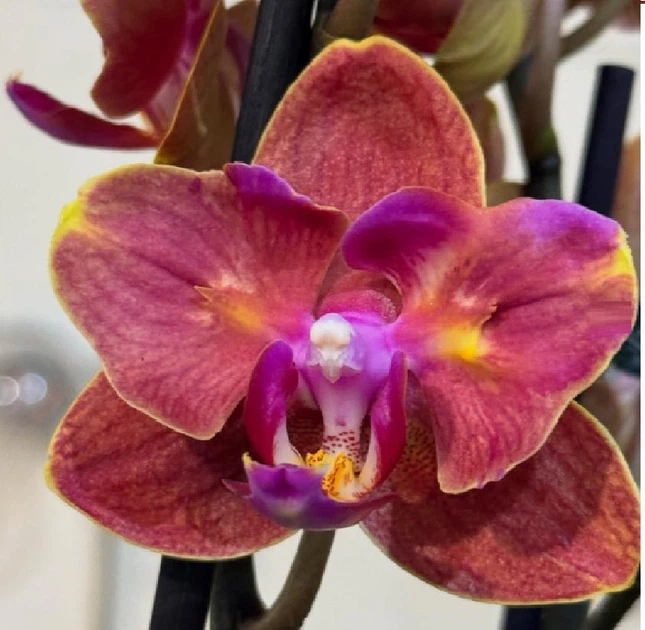 Орхідея (підліток зараз без квітів) TopDreams Phal 5014 Fire Smile