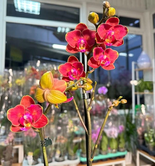 Орхідея (підліток зараз без квітів) TopDreams Phal 5014 Fire Smile