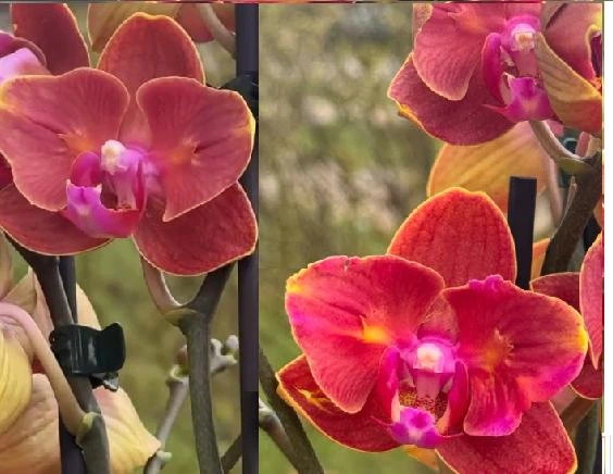 Орхідея (підліток зараз без квітів) TopDreams Phal 5014 Fire Smile