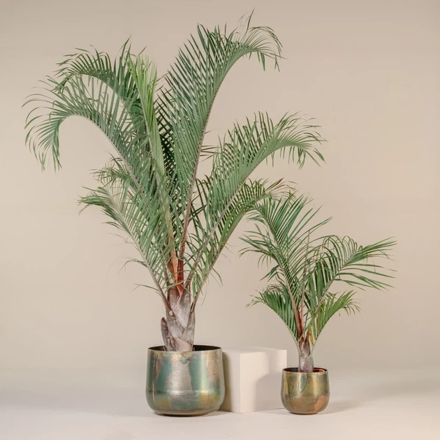 Пальма Dypsis decaryi - изображение 3
