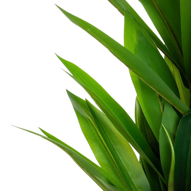 Штучна рослина Homla Tropical Zone Драцена 160 см (5904183877860) - зображення 2