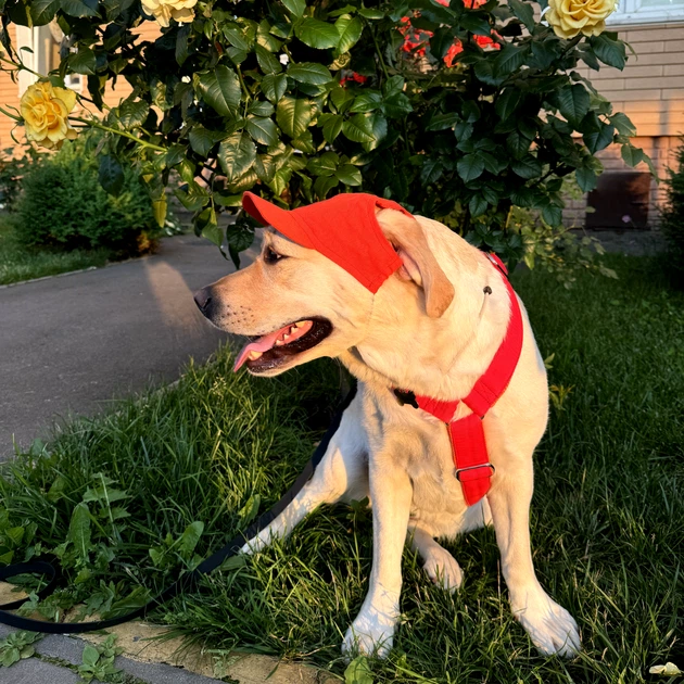 Кепка для собак Hat-Dog льон червона з регульованою затяжкою 4/L - изображение 4