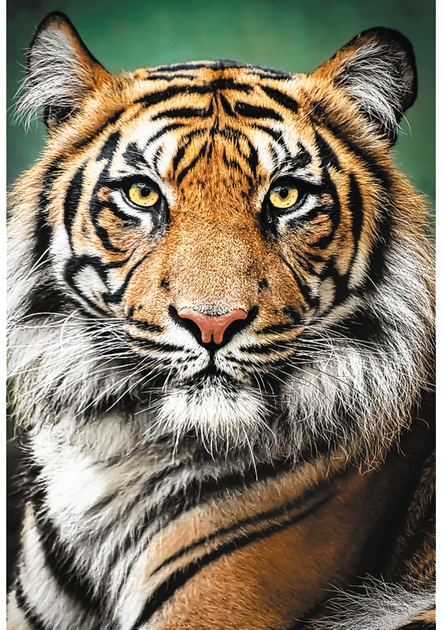 Puzzle Trefl Portret tygrysa 1500 elementów 26204 (5900511262049) - obraz 2